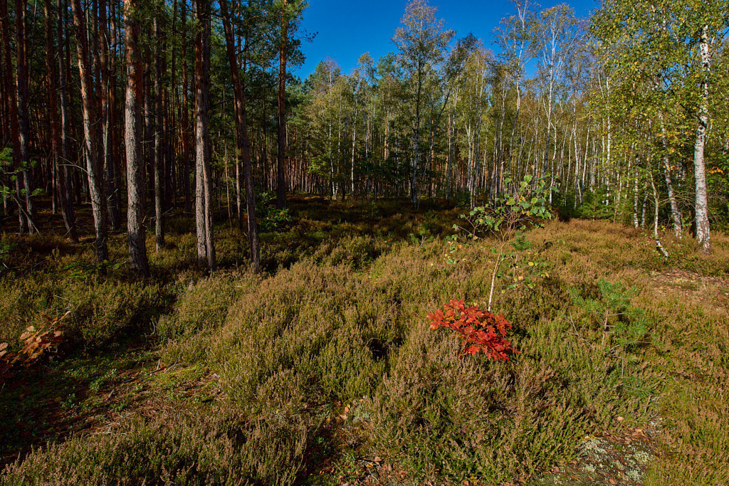 Zwischen Dobra und Theisa 03 | Bedeutsame Landschaften Deutschlands - Realisiert mit Pictrs.com