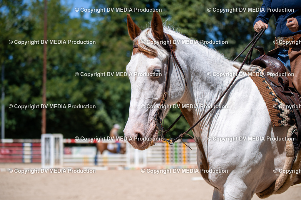 ZS1_1389 | dv-media-shop - Realisiert mit Pictrs.com