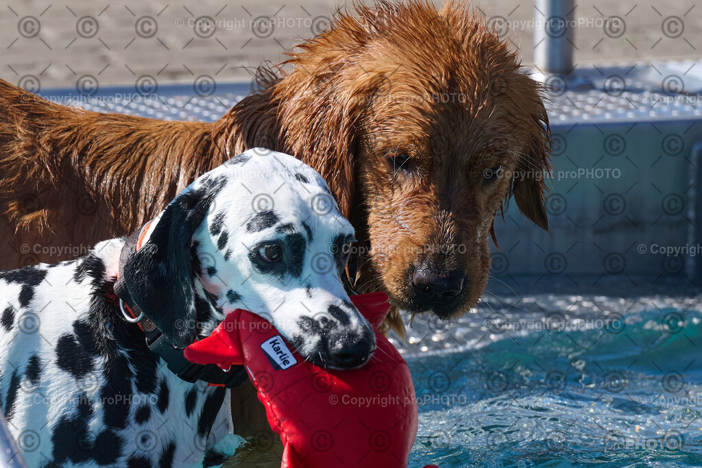 171_202509_4Hundebadetag_NZ9_2690 | proPHOTO - Realisiert mit Pictrs.com
