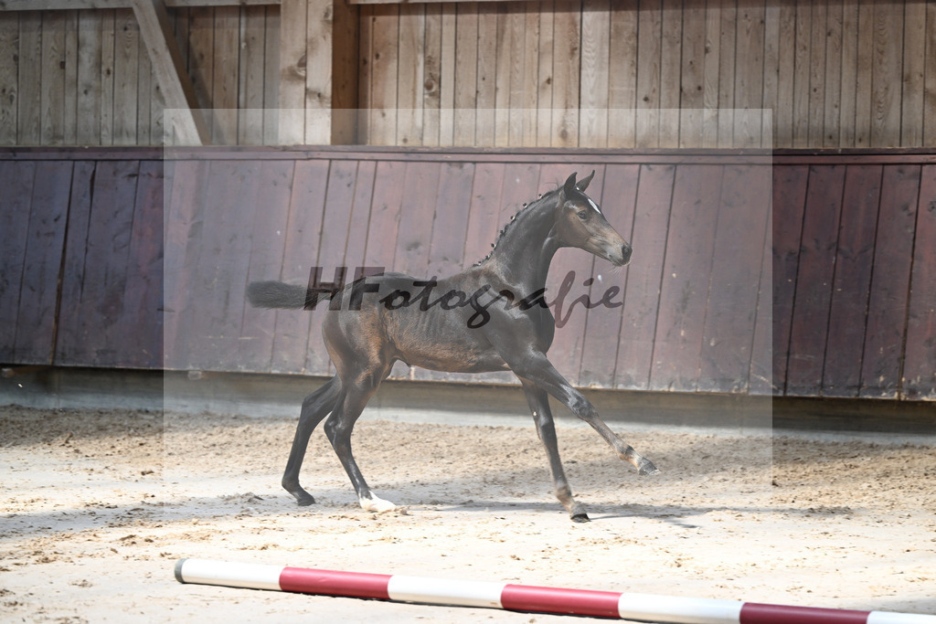 Kat-Nr. 14 Goldberg x Luberon_SF_Wagner_25250348 | hf-fotografie - Realisiert mit Pictrs.com