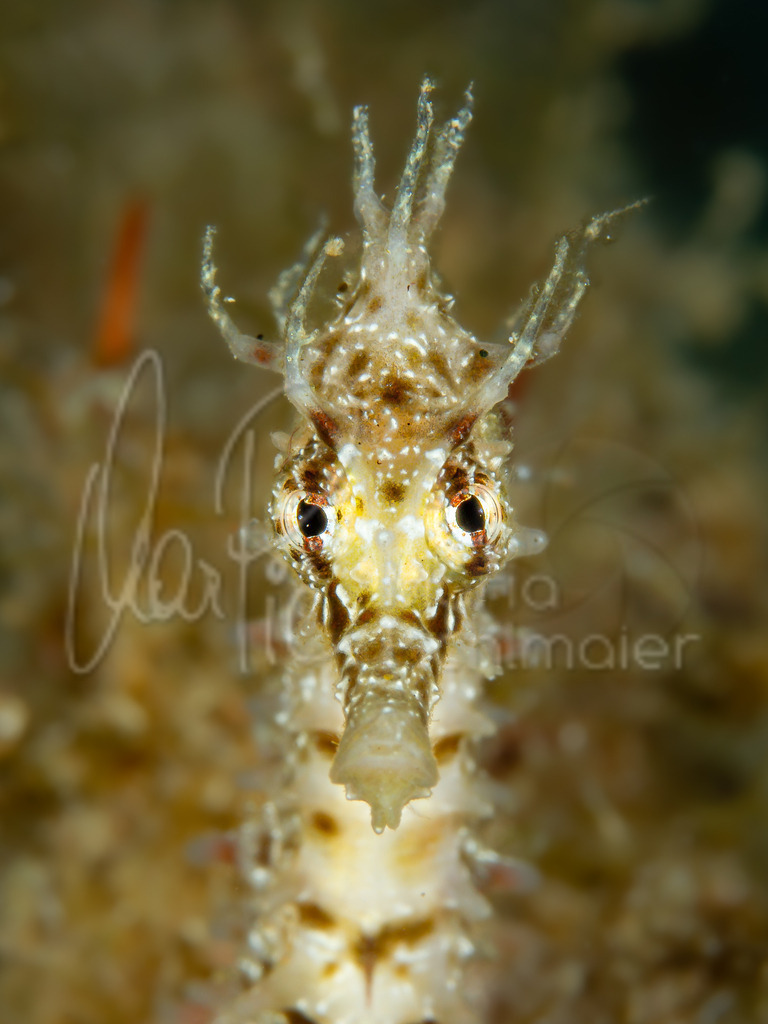 Hippocampus guttulatus | "Rocky" Langschnäuziges Seepferdchen / Cast: Caballito de mar moteado, Fr: Hippocampe moucheté. Eng: Long-snouted seahorse - Realisiert mit Pictrs.com
