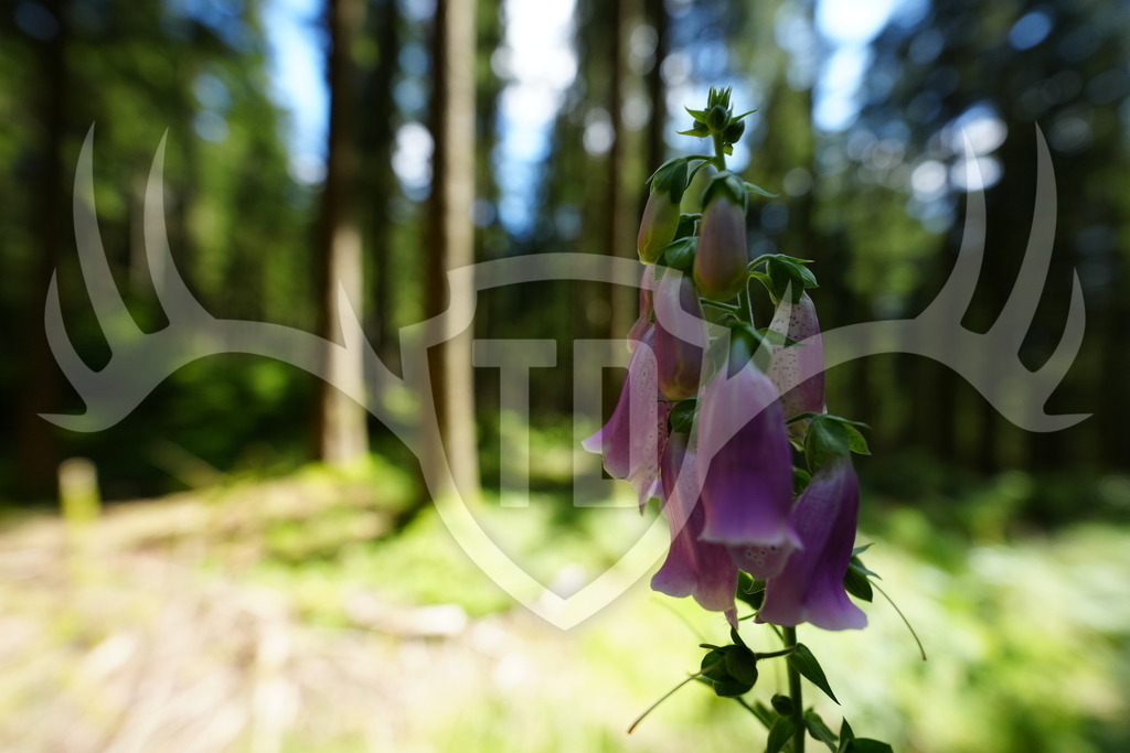 FC100986 | Fotogalerie der Treibjagd im Dunkelwald - Dein MTB Etappenrennen im Erzgebirge - Realisiert mit Pictrs.com