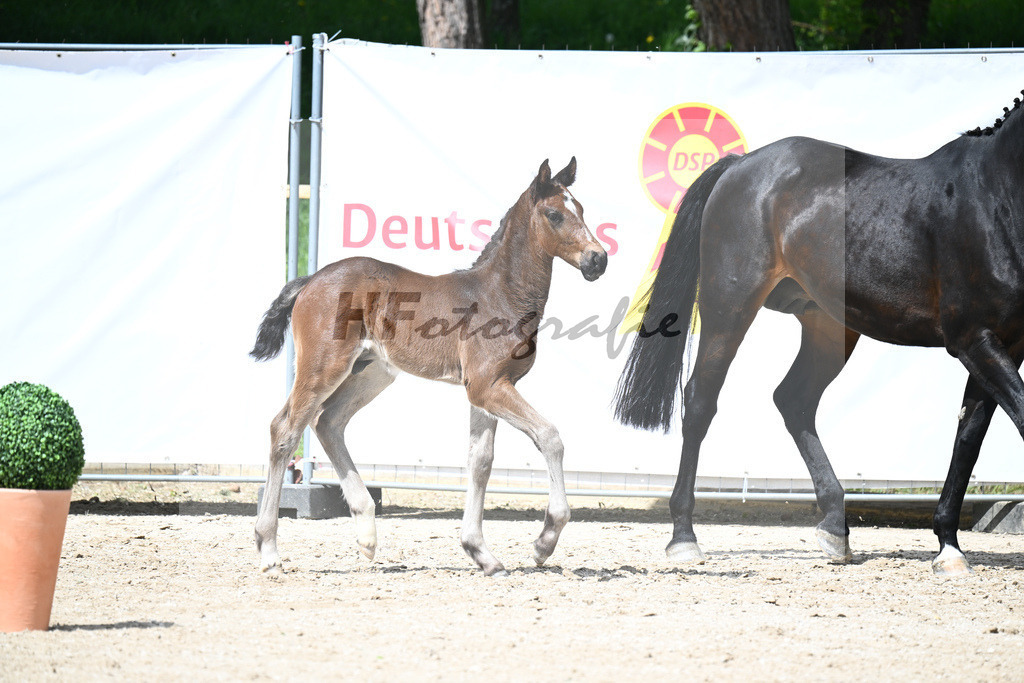 Vigaro x Chiccos Boy_HF_Weber_11240630 | hf-fotografie - Realisiert mit Pictrs.com