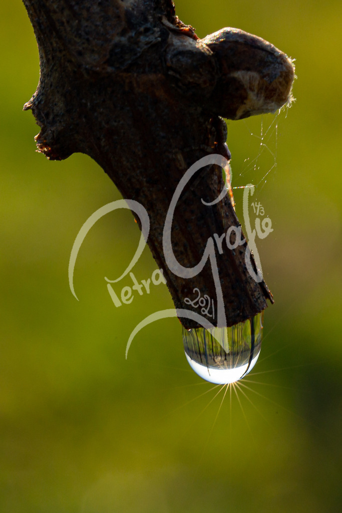 Wassertropfen-0415 | petragrafie - Realisiert mit Pictrs.com