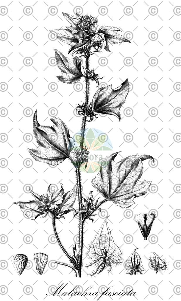 HistAbb_wfo-0001077087_1_ENZY_Simple | Historische Abbildung von Malachra fasciata - Malvaceae | Historical Illustration of Malachra fasciata - Malvaceae