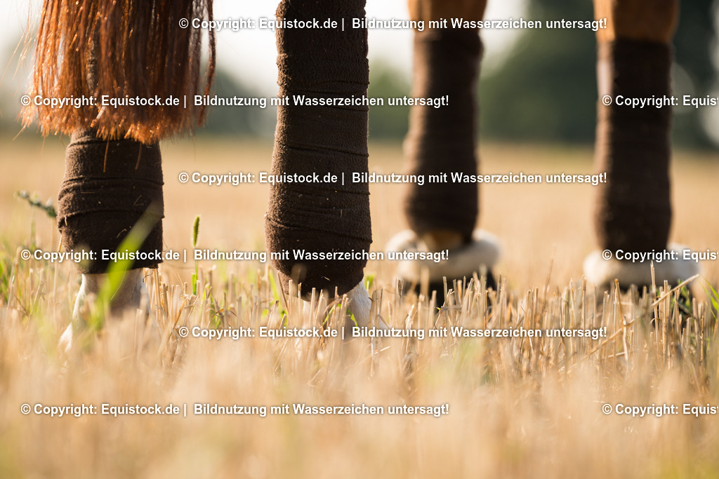 20150811_TOMsPiC_0244 | equistock