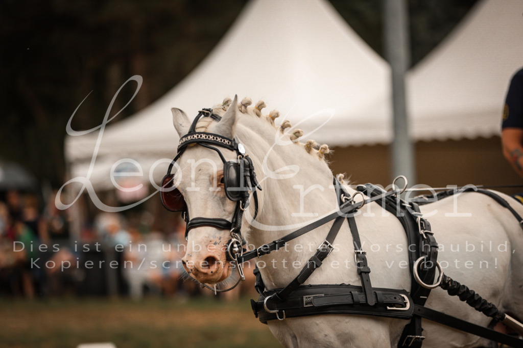 SoShow00316 | Leoni Ertmer Photography - Realisiert mit Pictrs.com