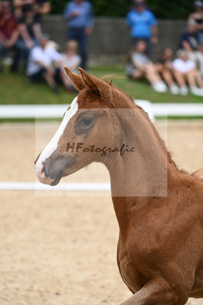 Kat-Nr. 25 SF DSP Va Bene x Ferro_Pfaffenbichler_27230409 | hf-fotografie - Realisiert mit Pictrs.com
