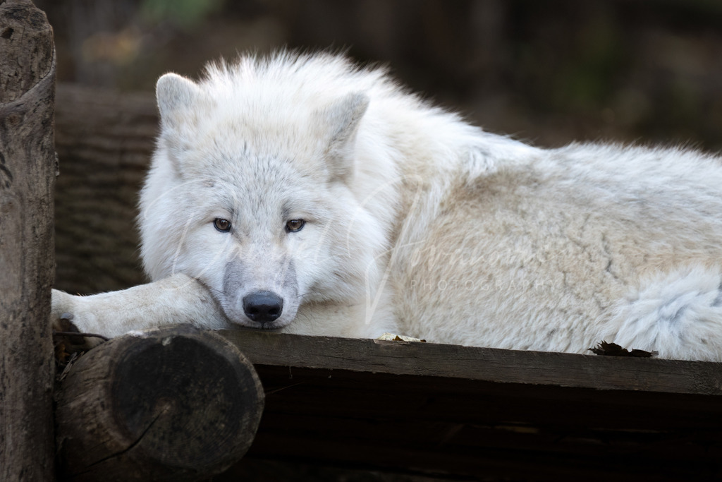 Arktischer Wolf | Der wunderschöne Arktische Wolf 