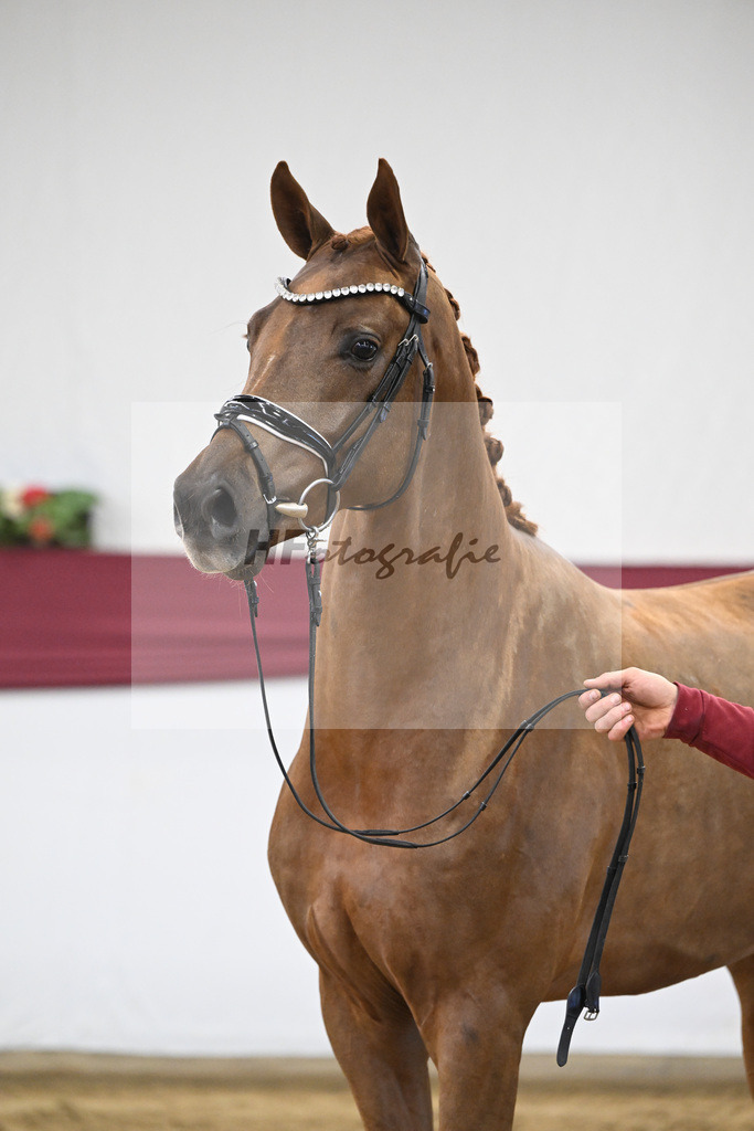 Kat-Nr. 25 Feliciano x Fuerst Romancier_Dr. Jutta Steidl_47250831 | hf-fotografie - Realisiert mit Pictrs.com