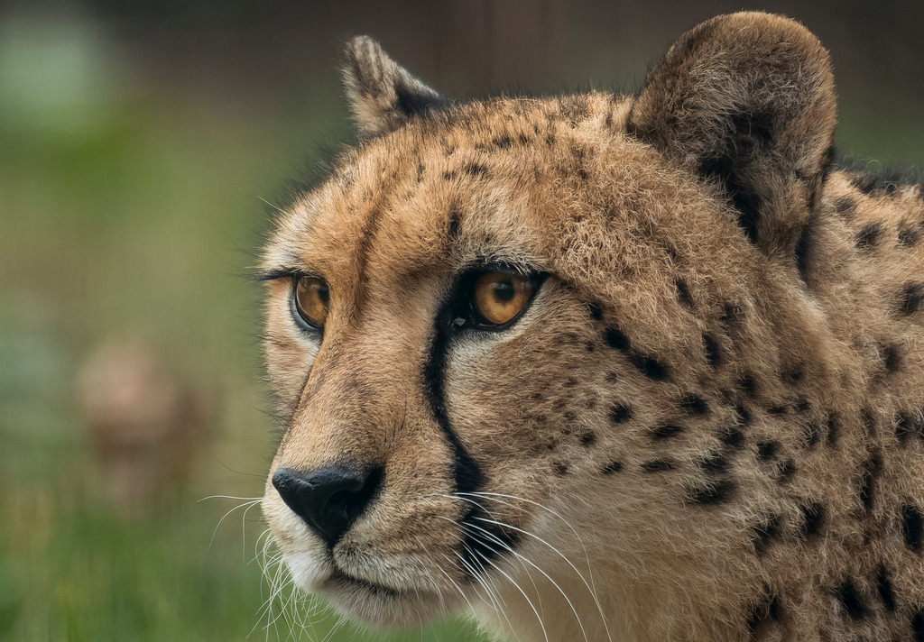 Südlicher Gepard - Fokussiert | Wir machen aus Ihren Bildern Erinnerungen für die Ewigkeit | Hochwertige Fotografien für Ihr zu Hause. - Realisiert mit Pictrs.com
