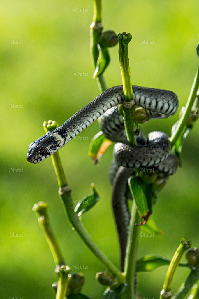 Ringelnatter__fatzi-184412-k | Fatzi Bilder-Archiv! 
Die Bilder sind für private Nutzung lizenzfrei. Die kommerzielle Nutzung ist möglich und erwünscht, jedoch bitte ich um vorherige Kontaktaufnahme per E-Mail (info@fatzi.at) oder unter +43 650 7828269 - Realisiert mit Pictrs.com