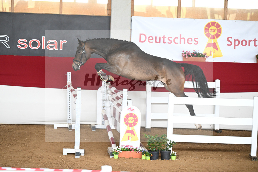 Kat-Nr. 42 Qlassic Girl v. Qlassic Bois Margot_HS Sportpferde GbR_9240833 | hf-fotografie - Realizzato con Pictrs.com