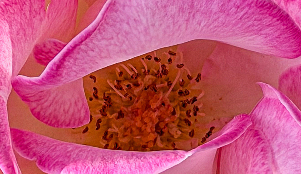 Wandbild Pinke Blume – Poster Exotische Blüte Makro Fotokunst für moderne Deko | Bringe lebendige Farben und pure Lebensfreude an deine Wände. Dieses ausdrucksstarke Fine-Art-Wandbild zeigt das faszinierende, detailreiche Zentrum einer leuchtend pinken Blüte in einer brillanten Makro-Aufnahme. Der intensive Farbkontrast und die filigranen Strukturen im Blütenherz machen diese florale Fotokunst zu einem modernen Blickfang für Wohnzimmer, Flur oder Büro. Klicke jetzt auf den Pin und bestelle dieses florale Meisterwerk direkt in meinem Pictrs-Shop als hochwertiges Poster, Leinwand oder Fine-Art-Print! - Realisiert mit Pictrs.com
