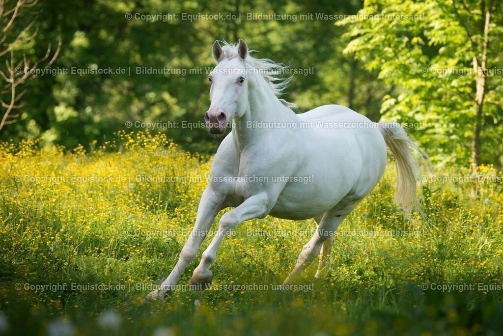 20150518_TOMsPiC_0154 | equistock
