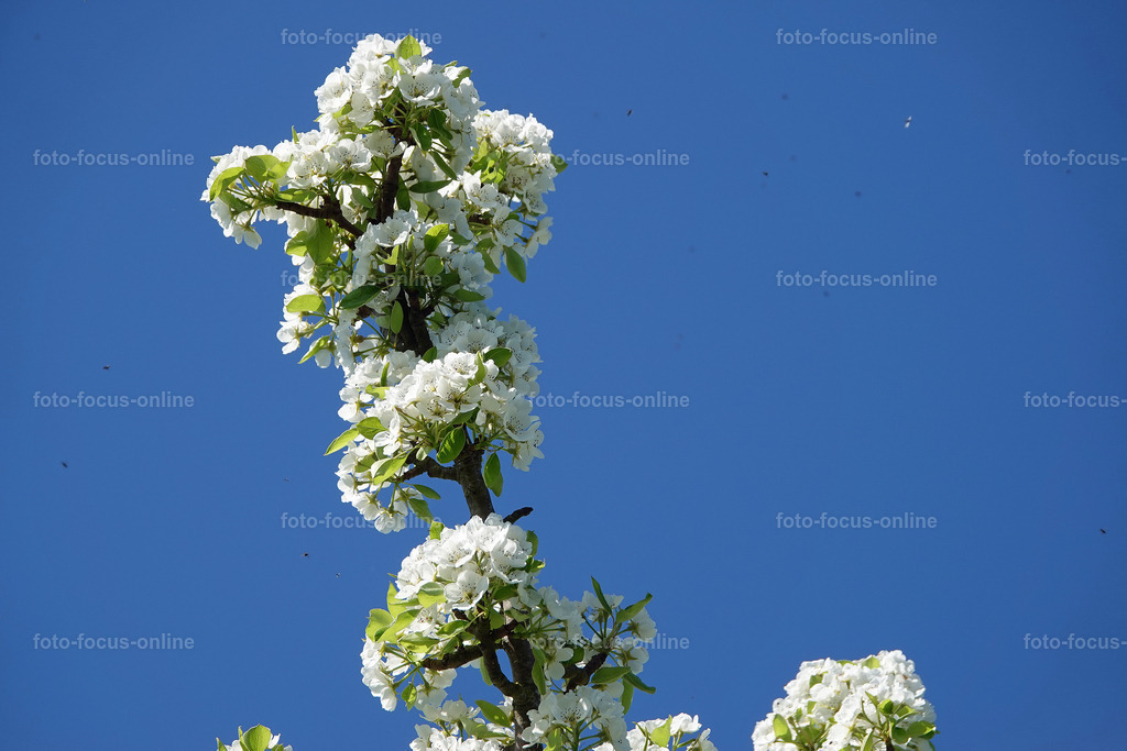 springtime_55 | springtime