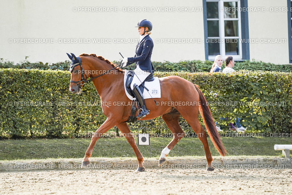 DSC07337 | Pferdegrafie