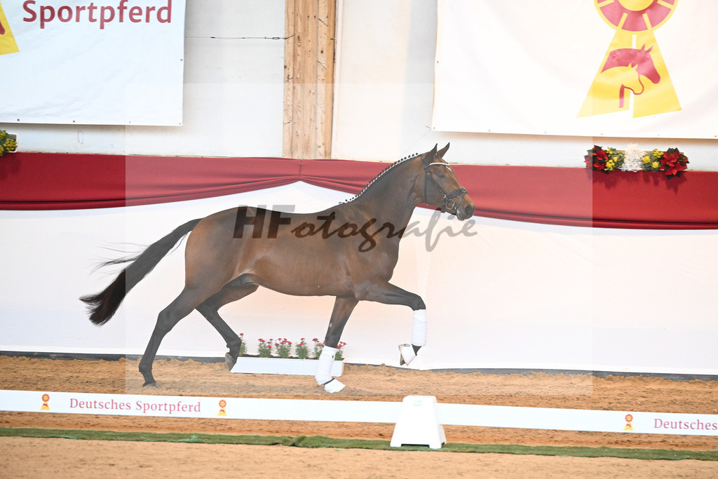 Kat-Nr. 40 Monte Carlo TC x Finest_Gestuet Greim_43230339 | hf-fotografie - Realisiert mit Pictrs.com