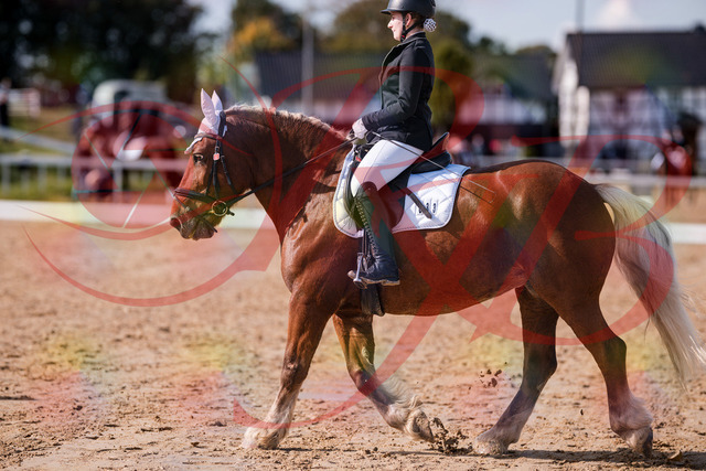 2026_10_03_Siefer-Hof_130214_Z81_55627703 | Professionelle Reitsport-, Turnier- und Eventfotografie von Robert Broda. Galerien mit ausgewählten und bearbeiteten Bildern direkt online ansehen und bestellen.
