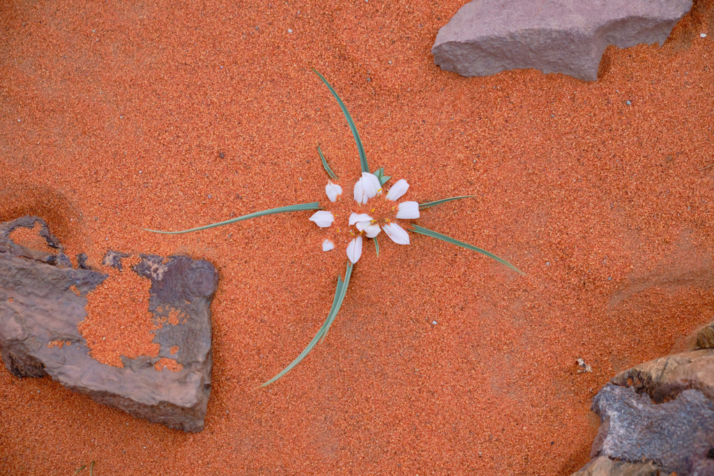 kleine weisse Blumen in der Wüste | Marokko - November 19, 2024: kleine weisse Blumen in der Wüste im Sandboden. - Realisiert mit Pictrs.com