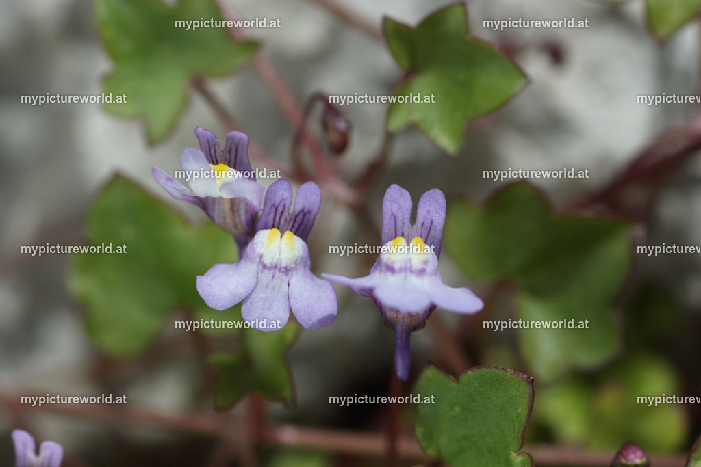 Mauer-Zimbelkraut-001 | Das Bilderarchiv über Tiere, Planzen und Landschaften. In der Bilddatenbank finden Sie ein große Auswahl an hochwertigen Bilder für Ihre Werbung - Realisiert mit Pictrs.com
