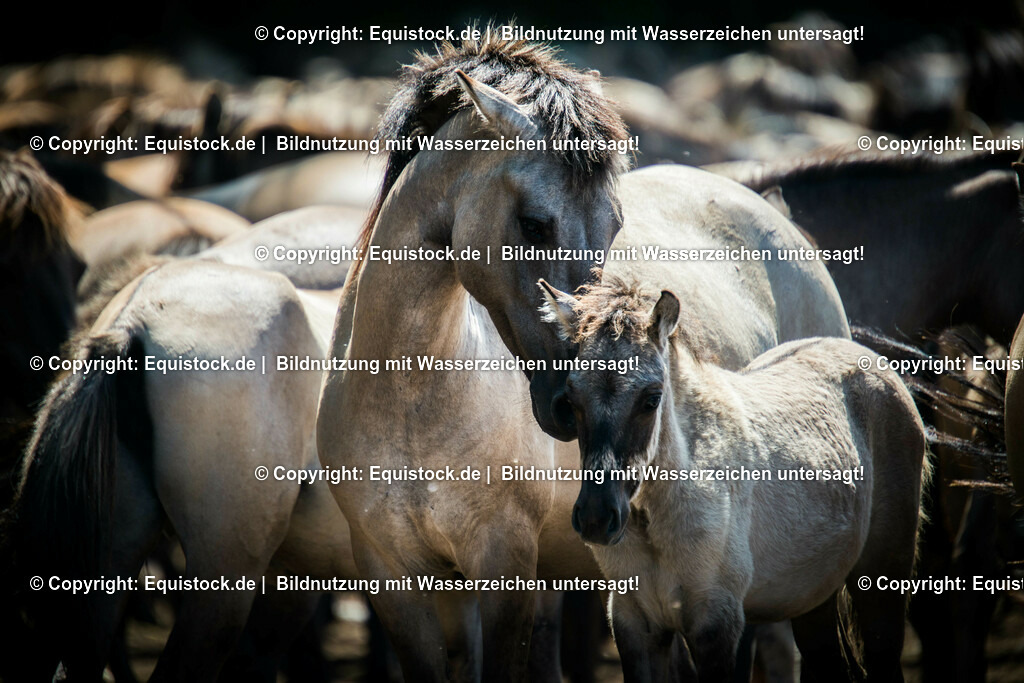 20150711_TOMsPiC_0194 | equistock