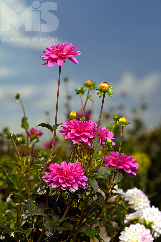 MIS_220918cm095 | 04.09.2022,  Bad Wörishofen Blumen im Spätsommer. Blumenmeer an einem Blumenfeld zum selberschneiden im Osten der Kneippstadt Bad Wörishofen, stehen die verschiedensten Sorten in herrlicher Blüte, für die Kunden zum selberschneiden und anschliessender Bezahlung. - Realisiert mit Pictrs.com