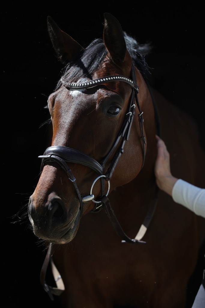 0P6A8727 | Willkommen bei Brunnmayr - Design & Fotografie – Ihrem Spezialisten für Reitturniere und Pferdeveranstaltungen in Oberösterreich, Salzburg und Bayern! Seit über 17 Jahren sind wir leidenschaftlich dabei.