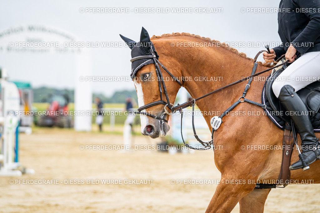 DSC02625 | Pferdegrafie