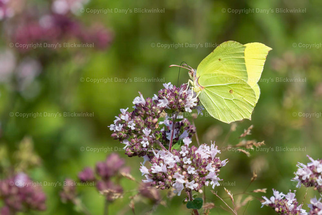 201816 | Tierfotografie, Tierkalender, Tierbilder, Insekten, Spinnen, Vögel, Schmetterling, Libellen, Leinwand, Colorkey, Qualität, Geschenkartikel, Geschenk - Realisiert mit Pictrs.com