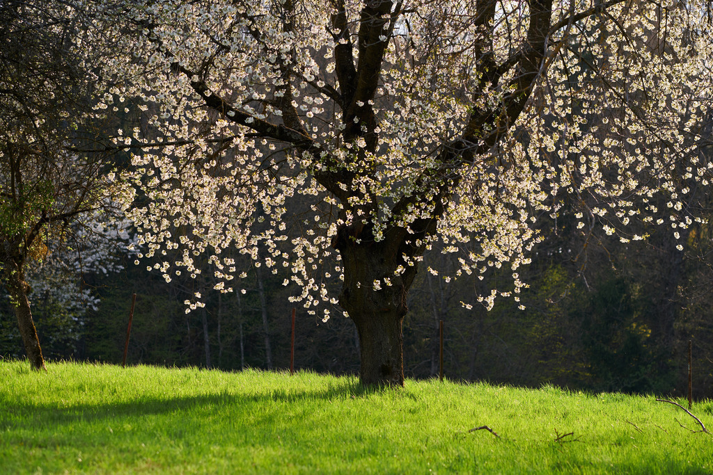 blühende Baum in Wiese stehend | Burgenland, Austria - April 18, 2022: blühende Baum in grüner Wiese stehend. - Realisiert mit Pictrs.com