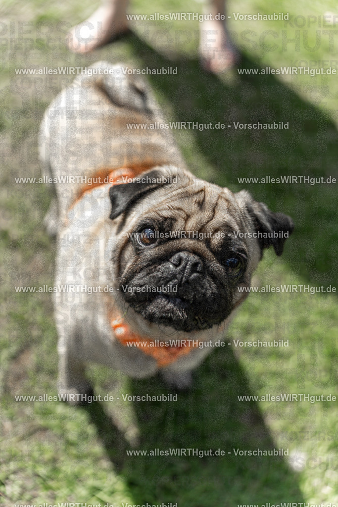 Hundeschwimmen_Volksbad_2026-allesWIRTHgut_Tierfotografie-2609061427-7R501089 | Professionelle Tierfotografie in Mönchengladbach von Daniel Wirth (allesWIRTHgut). Liebevolle & natürliche Bilder von Hunden & Katzen für unvergessliche Erinnerungen.