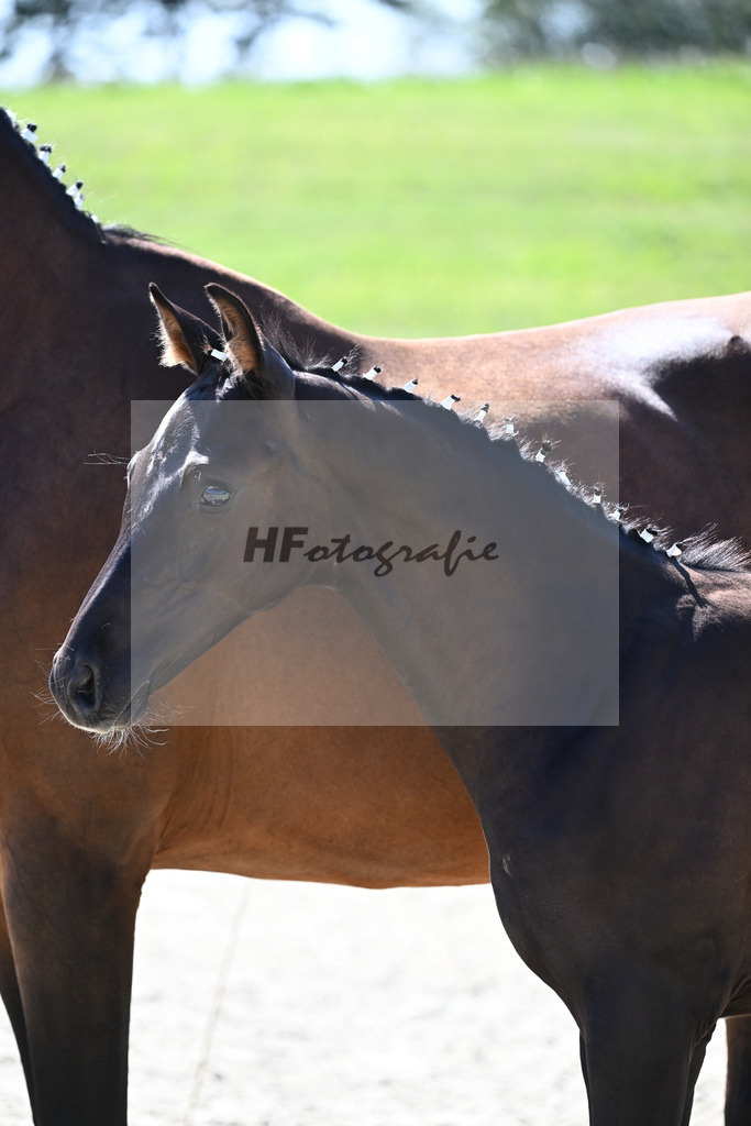 Kat-Nr. 46 HF Chubakko x Sir Shutterfly_Huber_28230886 | hf-fotografie - Realisiert mit Pictrs.com