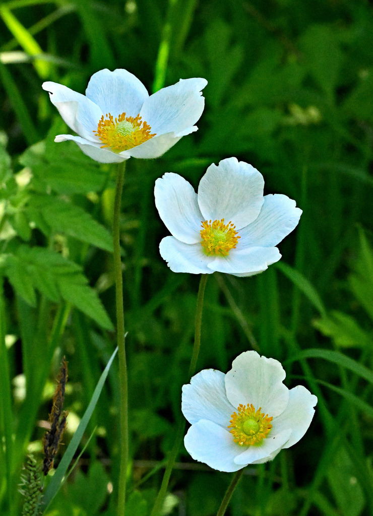 Waldanemone01h | lucisnaturbilder - Realisiert mit Pictrs.com