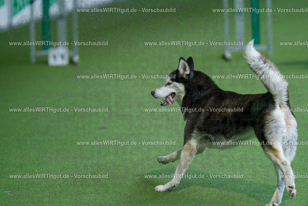 @allesWIRTHgut_Tierfotografie - www.allesWIRTHgut.de - 2604251521-7R505842 | Professionelle Tierfotografie in Mönchengladbach von Daniel Wirth (allesWIRTHgut). Liebevolle & natürliche Bilder von Hunden & Katzen für unvergessliche Erinnerungen.