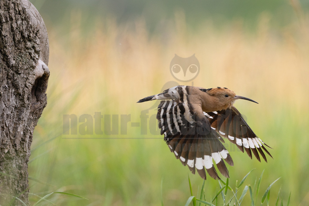 R6NF5681_20240530 | Der Bildershop von www.natur-focus.de bietet ihnen den einfachen Kauf von Bildmaterial per Download aus allen Bereichen der Natur. In den Galerien finden sie Landschaftsfotos, Tierbilder und natürlich auf Pflanzenfotos. - Realisiert mit Pictrs.com