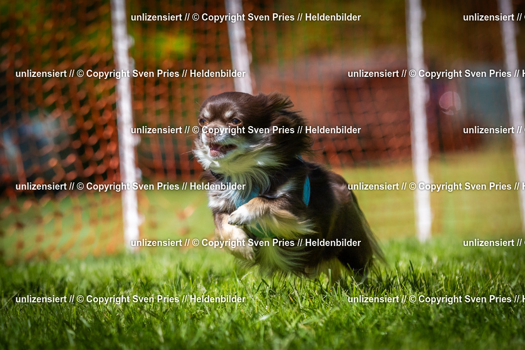 Hunderennen_April_2026_702 | 2026-04-26 - Hunderennen Baden-Oos April 2026 - Realisiert mit Pictrs.com