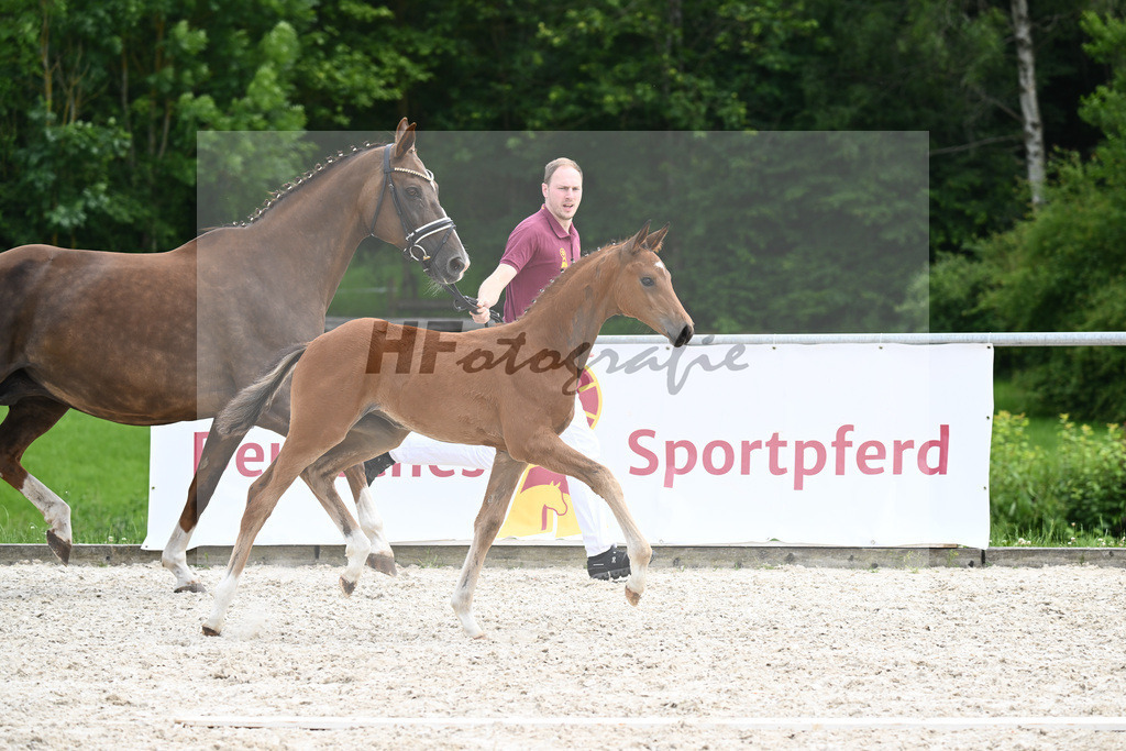 Sir Gribaldi x Florencio I_SF_Gestuet Greim_20240822 | hf-fotografie - Realizzato con Pictrs.com