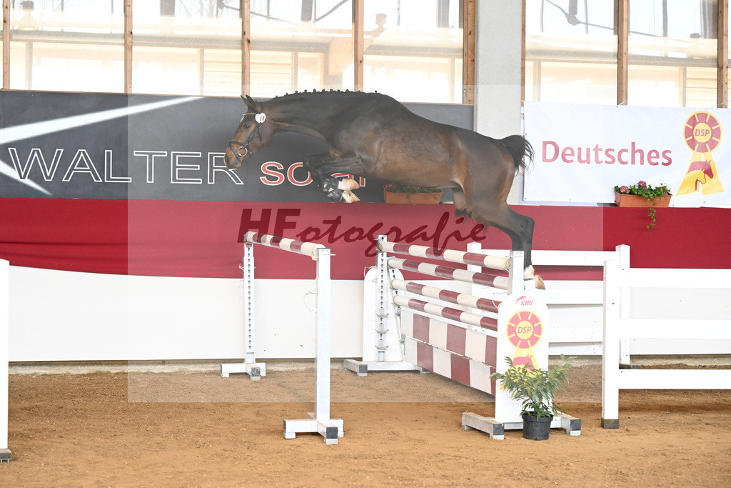 Kat-Nr. 36 Conthadero v. Conthargos_Schwuchow_7250826 | hf-fotografie - Realizzato con Pictrs.com