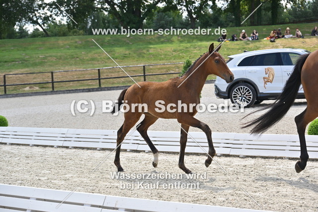 29_Van Vermeer - Vilancio_935_2074 | Björn Schroeder Pferdefotografie
