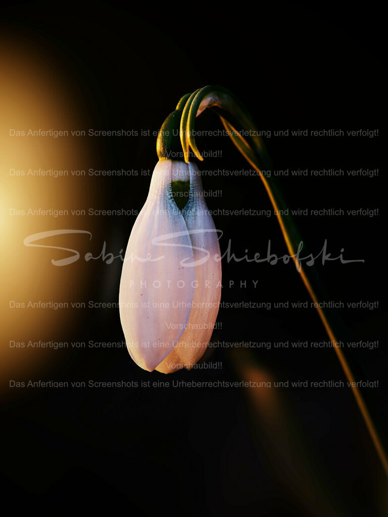 Wandbild Schneeglöckchen mit Sonne | Ein einzelnes Schneeglöckchen im Detail mit einem warmen Lichtkegel.
#Schneeglöckchen sind kleine weiße #Blumen, die im späten #Winter oder frühen #Frühling blühen. Sie sind bekannt für ihr zartes Aussehen und gelten oft als Symbol für Hoffnung und #Erneuerung. #Schneeglöckchen sind in #Gärten und #Wäldern in ganz #Europa verbreitet. - Realisiert mit Pictrs.com