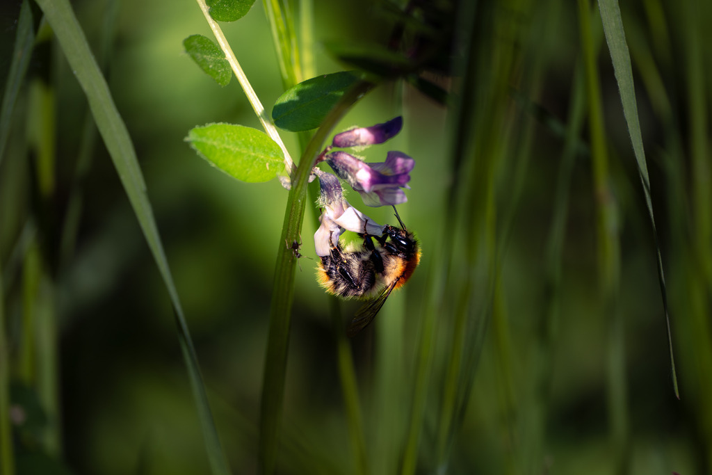 DSCF5222-3 | Tier- & Landschaftsfotografie und Porträtshootings. Entdecke einzigartige Fotokunst als Wandbild, Tasse oder Mauspad – mit Leidenschaft fotografiert - Realisiert mit Pictrs.com
