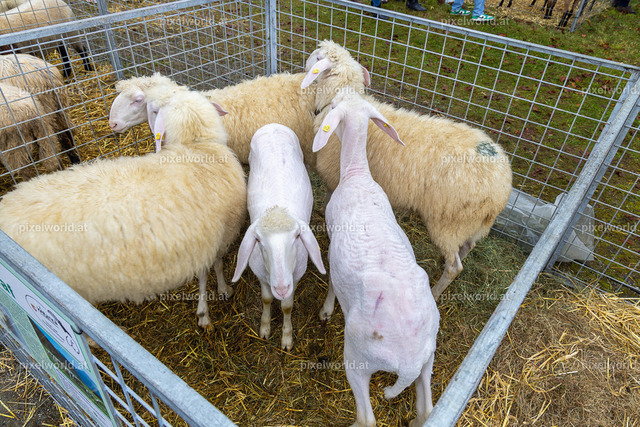 SchaZie-Tag Feldkirchen | Bildershop von pixelworld.at - Realisiert mit Pictrs.com