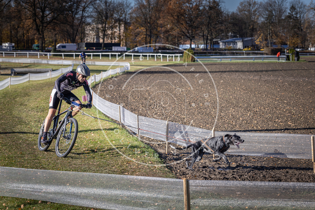 CaniXpix_DV3A5689 | Hundefotografie, Tierfotograf, Pfotenfotografie, Fotoshooting Hund, Hunde Portrait, Hundesport, Hundeportraits, Heideshooting, Hunde, Sportfotograf, Hundefotograf, Turnierhundsport, THS,  - Realisiert mit Pictrs.com