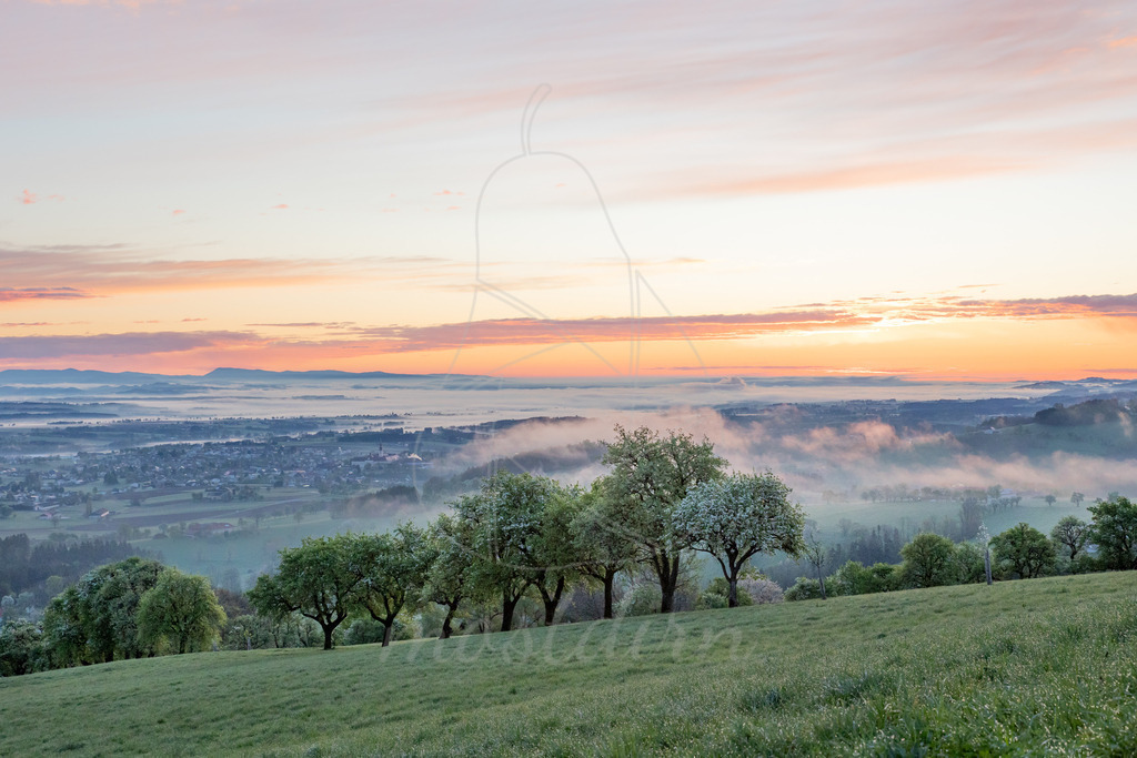 Birnbaumblüte nähe Sankt Michael Bruckbach | Kurz vor Sonnenaufgang mit Blick Richtung Seitenstetten - Realisiert mit Pictrs.com