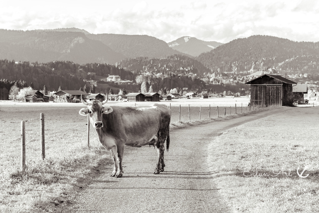 20251024-EAF_6585-2 | Eilun-Art-Fotografie Levke Martens, ihre Fotografin für Immobilien- und Landschaftsfotografie auf Föhr, Föhrer Motive als Poster, Leinwand, hinter Acrylglas oder stelle dir deinen eigenen Monatskalender zusammen, mit nur einem Klick