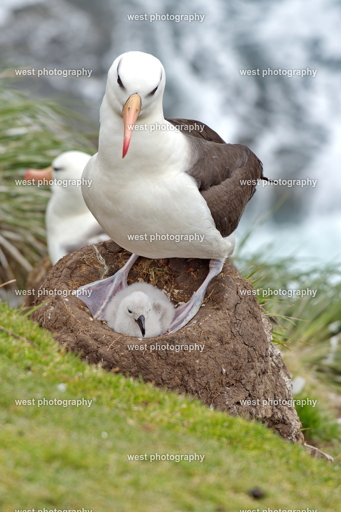Albatross with chicks 1 SND - FLK 2014 | west photography - Realisiert mit Pictrs.com
