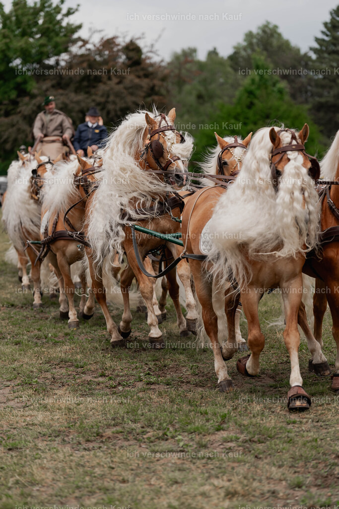 Showprogramm-153 | working equitationturnier fotograf videograf stoibphotography marixx film working equitation deutschland reitsport turnierfotografie eventfotografie equestrian events