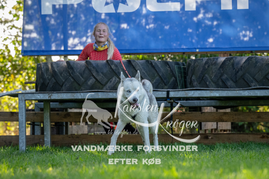 1136-92223 | kk-dogfotos