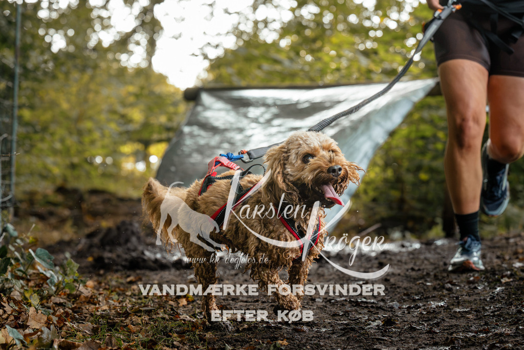1448DZ6_3486Z6 | kk-dogfotos